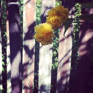 a writer's garden