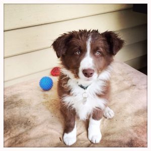 Procrasti-Pup
